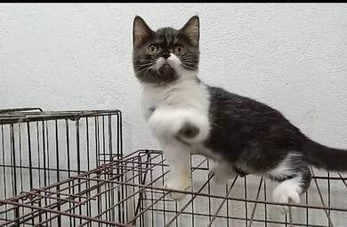 Kucing  BSH Mix Parsi