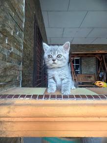 British Short Hair For Rehome