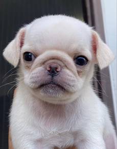 Pug Male Puppy Female Puppy