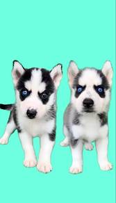 Pure Breed Siberian Husky