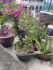 Pokok bonsai +Pasu