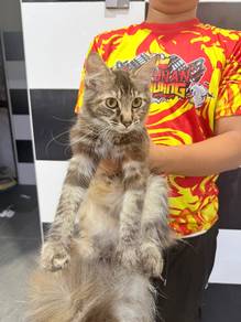 Mainecoon