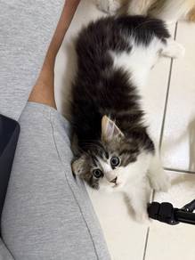 kucing maincoone mix ragdol