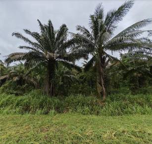 Agricultural Land in Kudat, SBH