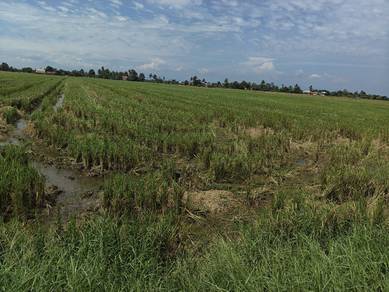 Agricultural Land in Sungai Besar, SGR