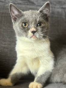 british short hair bsh