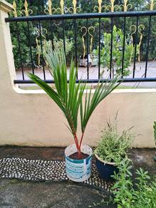 red palm tree紅棕樹