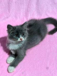 DLH mix | Clingy & Fluffy Grey Boy Kitten