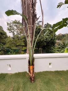 Pisang Kipas / Ravenala / Travellers Palm