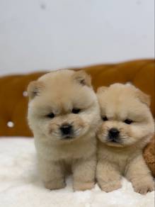 Chow Chow