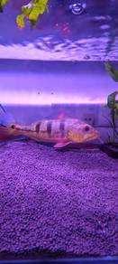 peacock bass (MONO) 8-9.5 inchi