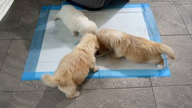 Shihpoo