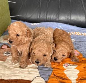 Toy Poodle