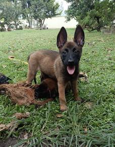 Belgian shepherd Malinois Male