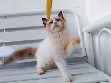 Ragdoll Seal Bicolor 