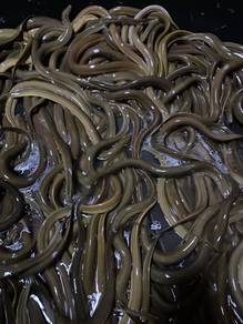 Belut segar