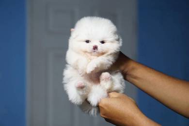 Tiny Pomeranian puppies 