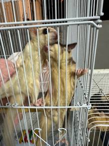 7 ekor Sugar Glider Family
