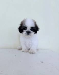 Shih Tzu Female puppy offer