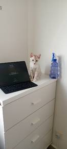 Sweet 6-month-old kitten looking for her new owner