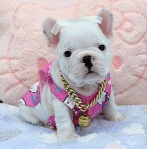 FRENCH BULLDOG PUPPIES 🌻VIP803 Boy -Girl