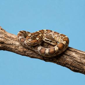 Corn Snake Granite