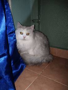 British Long Hair untuk di rehome