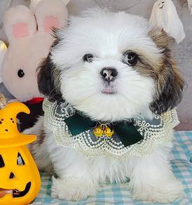 Shih Tzu