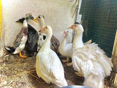 itik jambul crested ducks 🦆