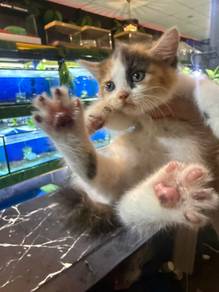 Kitten bsh mix for rehome