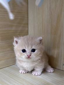 SS Munchkin