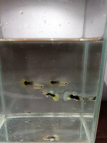 HB White Tail Guppy