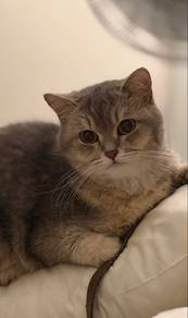Bsh