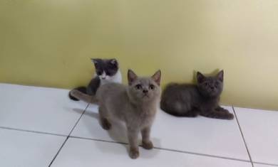 British Shorthair BSH kittens