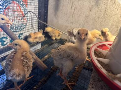 Anak Ayam Gajah
