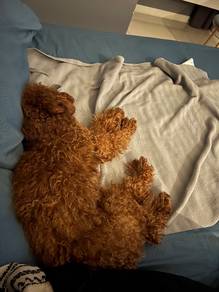 Female Toy Poodle