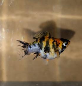 Red-Head Tiger Balloon Molly (Female)