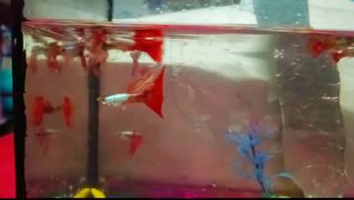 ikan guppy 