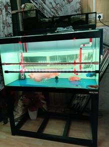 Super red sepauk & aquarium