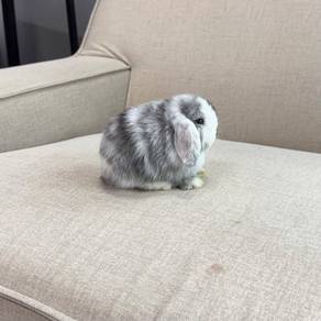 Holland lop bunny ear lop rabbit arnab