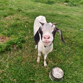 Kambing Betina