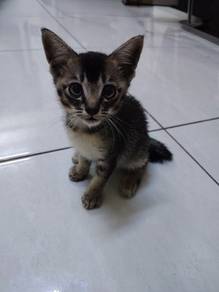 One kitten for adoption