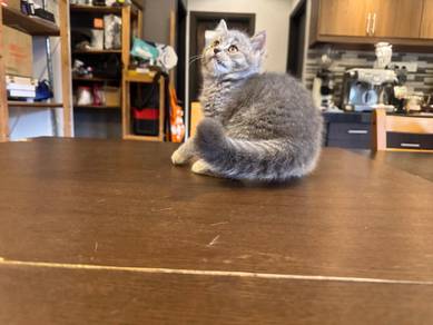 British Shorthair Male 3 Bulan