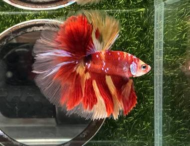 Rosetail Betta