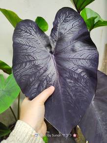 Keladi black coral