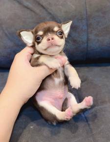 CHIHUAHUA PUPPIES VIP84🌷Head Apple Bonnie Dog Boy