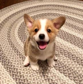 Plush Corgi Short Leg puppy Puppy