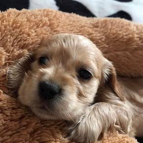 F1167 Charming English Cocker Spaniel Sweet Face P