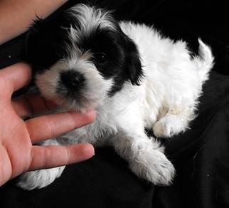 Alluring Shihpoo Cute Teddy Face Puppy Baby Dog