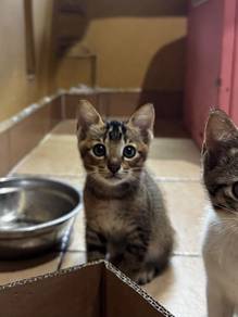 Kittens for Adoption – FREE TO A LOVING HOME